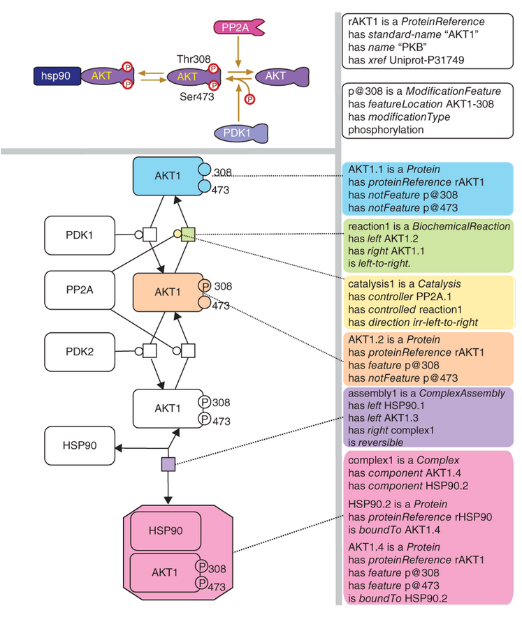BioPAX(Biological Pathway Exchange)簡介：Pathway資料的交換標準格式 – 我們的基因體時代 Our ...